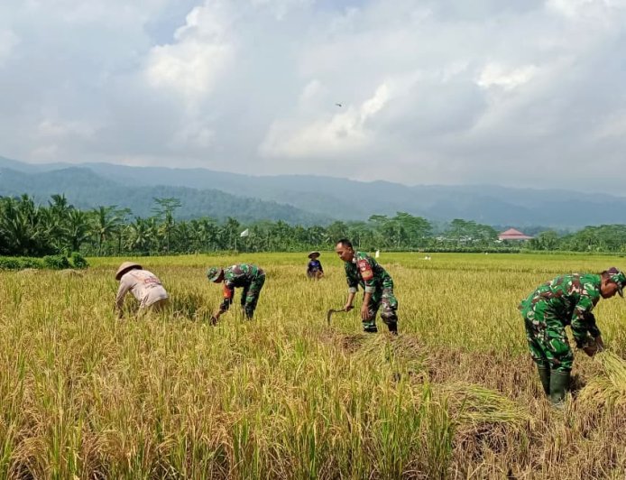 Babinsa Koramil 13 Banjarmangu Bantu POKTAN Panen  Padi di Desa Binaan