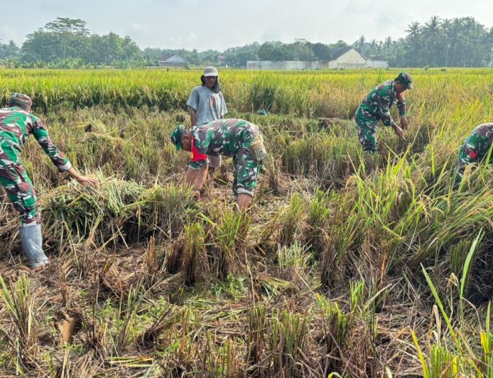 Babinsa Koramil 02 Klampok Dampingi Panen Padi Petani Desa Pagak Dukung Ketahanan Pangan Nasional
