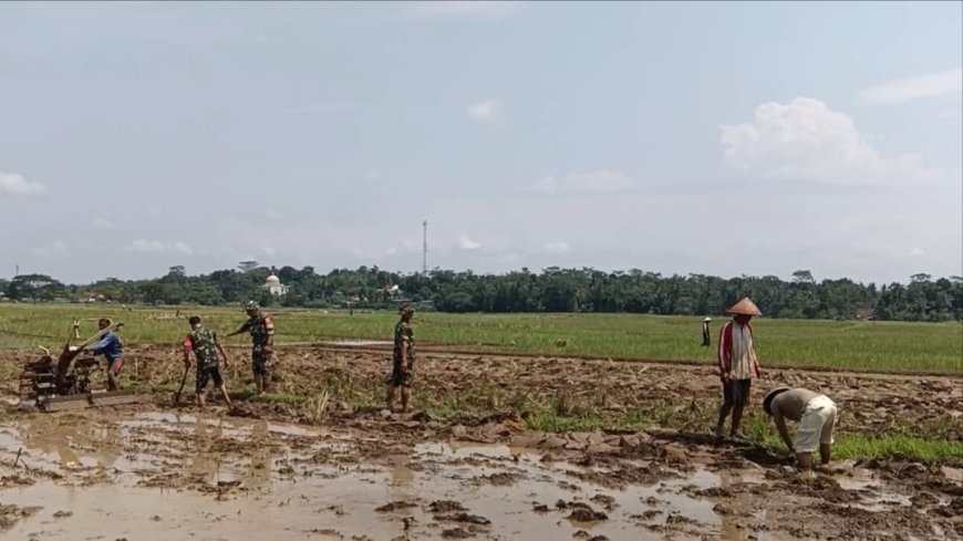 Babinsa Koramil 09 Susukan membantu petani dalam mengolah lahan