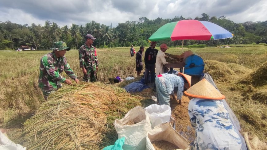 Danramil 11 Punggelan Pimpin Anggota Bantu Panen Padi Di Desa Badakarya