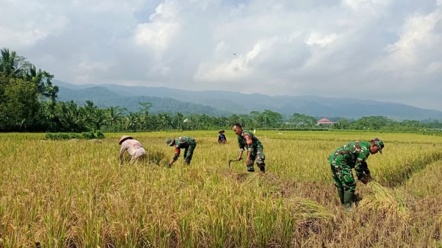 Babinsa Koramil 13 Banjarmangu Bantu POKTAN Panen  Padi di Desa Binaan