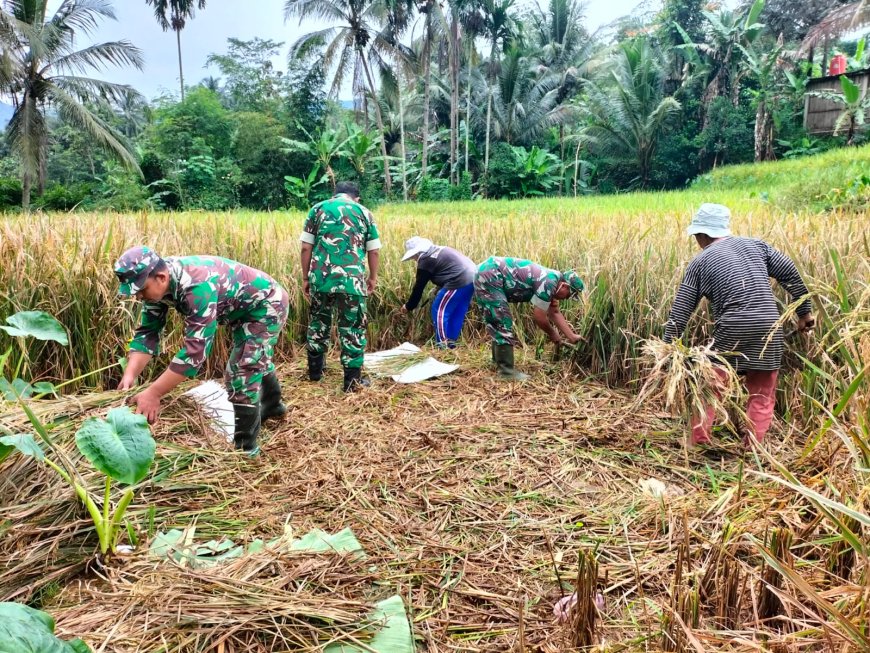 Sukseskan Swasembada Pangan Anggota Koramil 01 Banjarnegara Bantu Petani Panen Padi