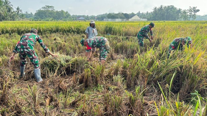 Babinsa Koramil 02 Klampok Dampingi Panen Padi Petani Desa Pagak Dukung Ketahanan Pangan Nasional