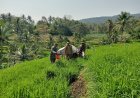 Bantu Petani Pemupukan Padi Merupakan Salah Satu Bentuk Perhatian Danramil Dan Babinsa