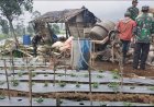 Terus Dukung Program Ketahanan Pangan Koramil Gotong Royong Dengan Masyarakat Pengecoran Jalan Usaha Tani  