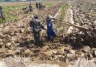 Babinsa Bergelut Dengan Traktor Olah Lahan Bersama Petani