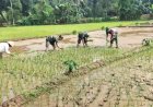 Koramil 11 Punggelan Laksanakan Pendampingan Tanam Padi di Desa Badakarya
