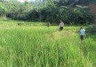 Babinsa Koramil 04 Karangkobar Bantu Pok Tan Penyemprotan Padi Di Desa Jlegong