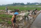 Semangat Babinsa Kebersamaan Membantu Pentani Saat olah lahan diwilayah