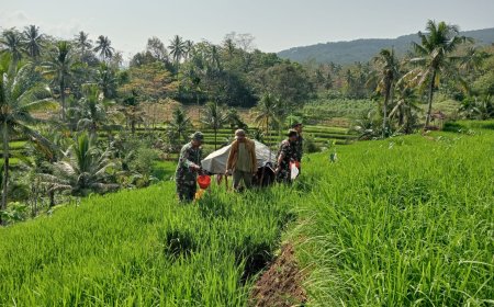 Bantu Petani Pemupukan Padi Merupakan Salah Satu Bentuk Perhatian Danramil Dan Babinsa