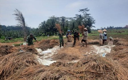 Koramil 03 Wanadadi Bersama Poktan Margo Tani Gelar Panen Padi Inpari