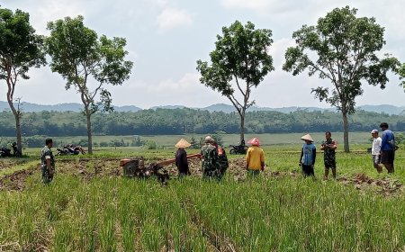 Babinsa Koramil 07 Mandiraja Bantu Petani Olah Lahan Persemaian Padi