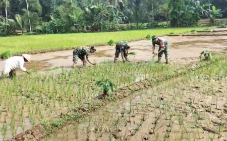 Koramil 11 Punggelan Laksanakan Pendampingan Tanam Padi di Desa Badakarya