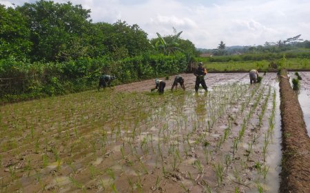 Danramil 15 Rakit dan Babinsa Tanam Padi Bersama Warga Perkuat Ketahanan Pangan