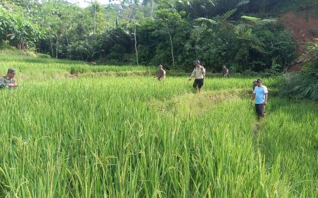 Babinsa Koramil 04 Karangkobar Bantu Pok Tan Penyemprotan Padi Di Desa Jlegong