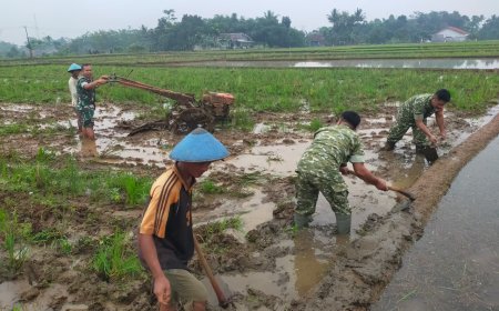 Semangat Babinsa Kebersamaan Membantu Pentani Saat olah lahan diwilayah