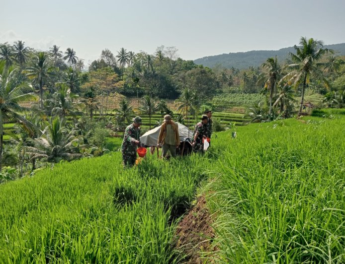 Bantu Petani Pemupukan Padi Merupakan Salah Satu Bentuk Perhatian Danramil Dan Babinsa