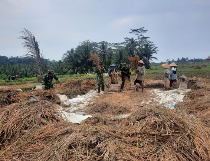 Koramil 03 Wanadadi Bersama Poktan Margo Tani Gelar Panen Padi Inpari