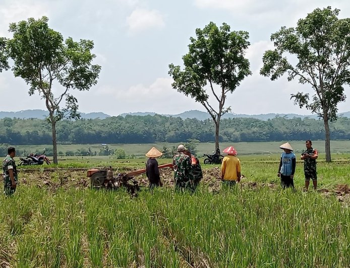 Babinsa Koramil 07 Mandiraja Bantu Petani Olah Lahan Persemaian Padi