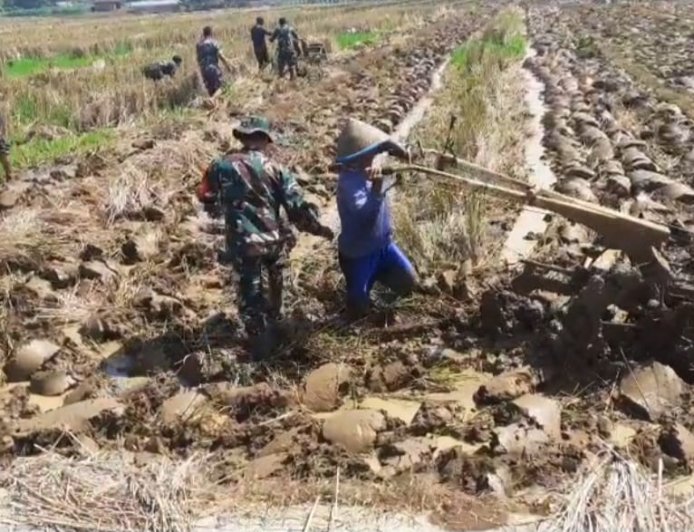 Babinsa Bergelut Dengan Traktor Olah Lahan Bersama Petani