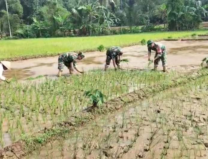 Koramil 11 Punggelan Laksanakan Pendampingan Tanam Padi di Desa Badakarya