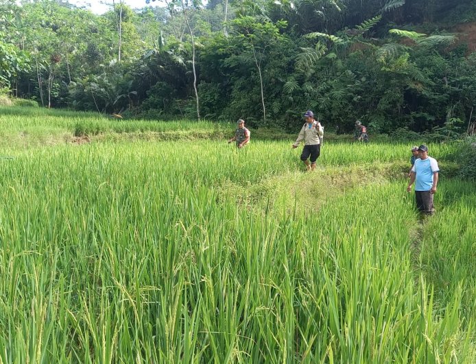 Babinsa Koramil 04 Karangkobar Bantu Pok Tan  Penyemprotan Padi Di Desa Jlegong