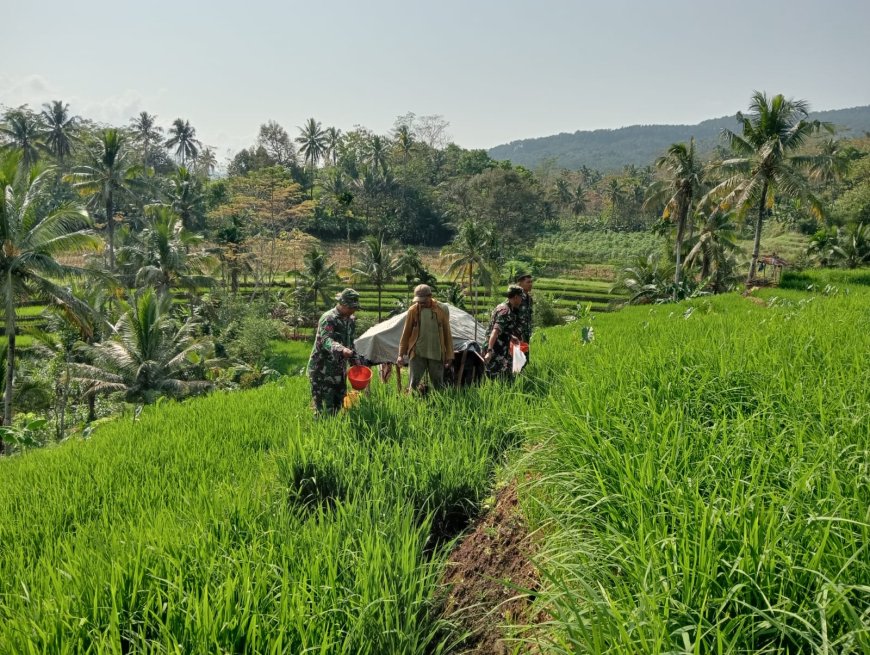 Bantu Petani Pemupukan Padi Merupakan Salah Satu Bentuk Perhatian Danramil Dan Babinsa