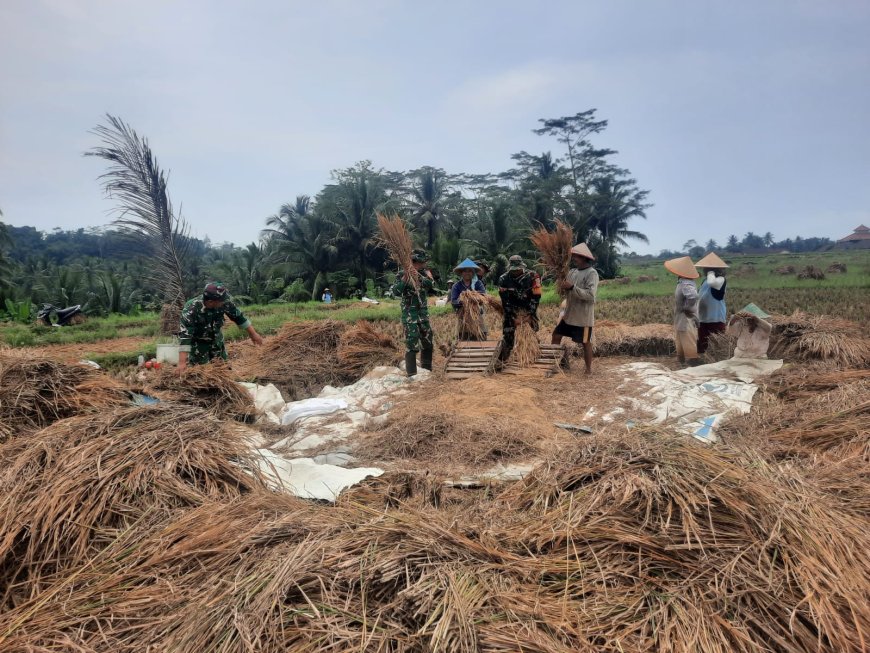 Koramil 03 Wanadadi Bersama Poktan Margo Tani Gelar Panen Padi Inpari