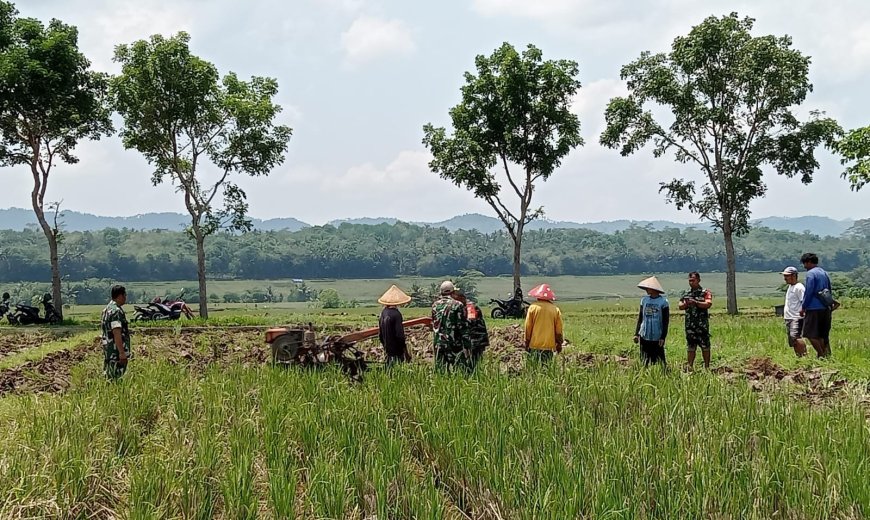 Babinsa Koramil 07 Mandiraja Bantu Petani Olah Lahan Persemaian Padi
