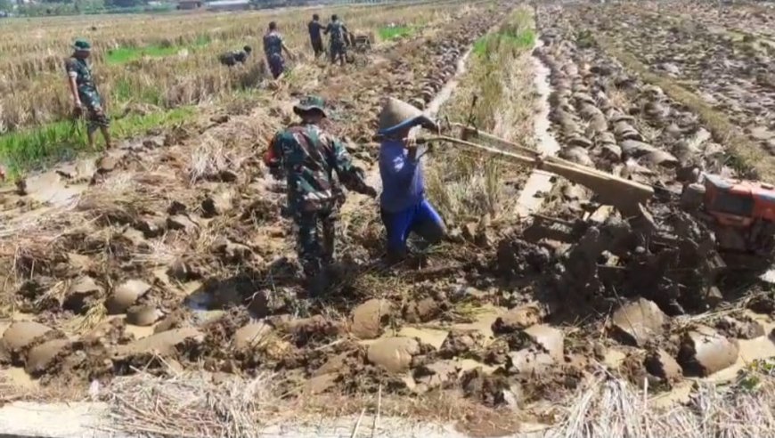 Babinsa Bergelut Dengan Traktor Olah Lahan Bersama Petani