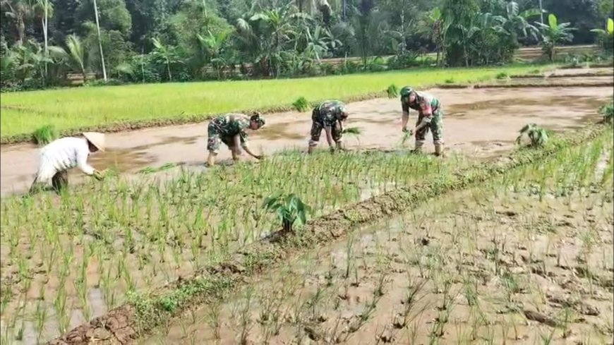 Koramil 11 Punggelan Laksanakan Pendampingan Tanam Padi di Desa Badakarya