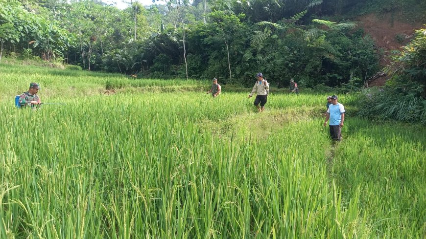 Babinsa Koramil 04 Karangkobar Bantu Pok Tan  Penyemprotan Padi Di Desa Jlegong
