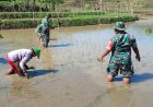 Tingkatkan Ketahanan Pangan Batituud Pimpin Anggota Bantu Petani Tanam Padi