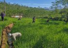 Bantu Perawatan Tanaman Padi Babinsa Koramil 04 Karangkobar Dampingi Pok Tan