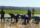 Semangat Babinsa Kebersamaan Membantu Pentani Saat Menanam Padi diwilayah