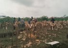 Sambang Tani Babinsa Panen Jagung Bersama Petan