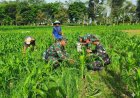 Dukung Ketahanan Pangan Babinsa Koramil 10 Bawang Berjibaku Bersama Poktan Tiga Serangkai di Lahan Demlot