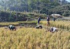 Babinsa Koramil 04/Karangkobar Pendampingan PPL dan Poktan Bantu Panen Padi