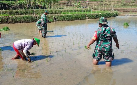 Tingkatkan Ketahanan Pangan Batituud Pimpin Anggota Bantu Petani Tanam Padi