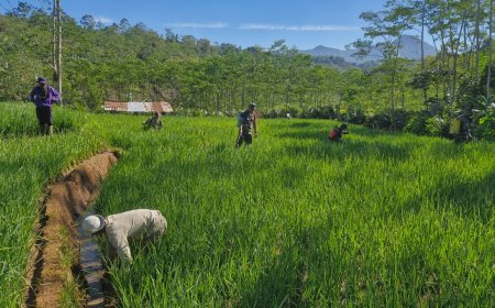 Bantu Perawatan Tanaman Padi Babinsa Koramil 04 Karangkobar Dampingi Pok Tan