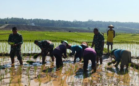 Semangat Babinsa Kebersamaan Membantu Pentani Saat Menanam Padi diwilayah