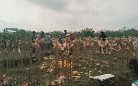 Sambang Tani Babinsa Panen Jagung Bersama Petan