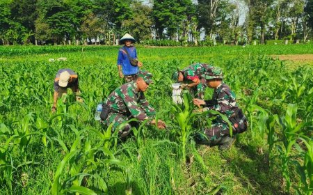 Dukung Ketahanan Pangan Babinsa Koramil 10 Bawang Berjibaku Bersama Poktan Tiga Serangkai di Lahan Demlot