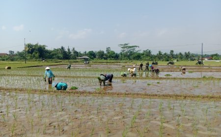 TANAM PADI BERSAMA POKTAN SEKAR TANI DAN BABINSA