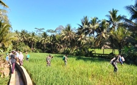 BANTU USIR HAMA, DANRAMIL DAN BABINSA BANTU PETANI LAKSANAKAN PENYEMPROTAN