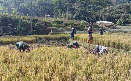 Babinsa Koramil 04/Karangkobar Pendampingan PPL dan Poktan Bantu Panen Padi