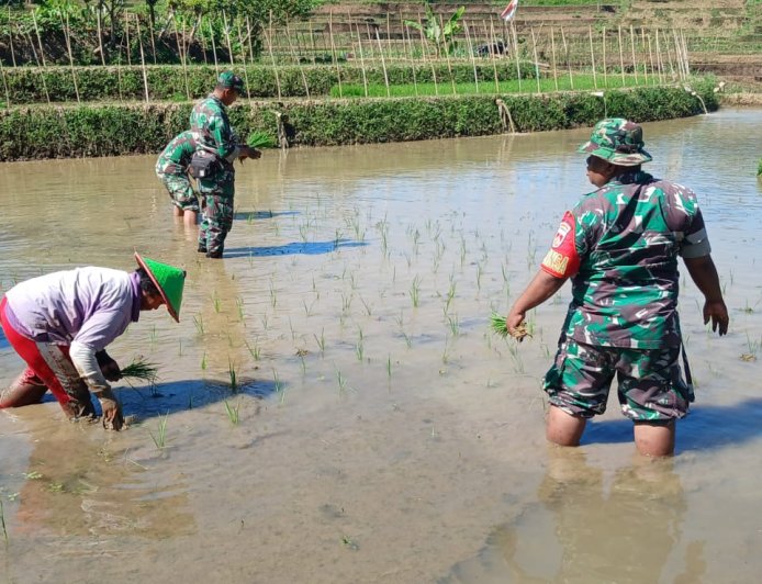 Tingkatkan Ketahanan Pangan Batituud Pimpin Anggota Bantu Petani Tanam Padi