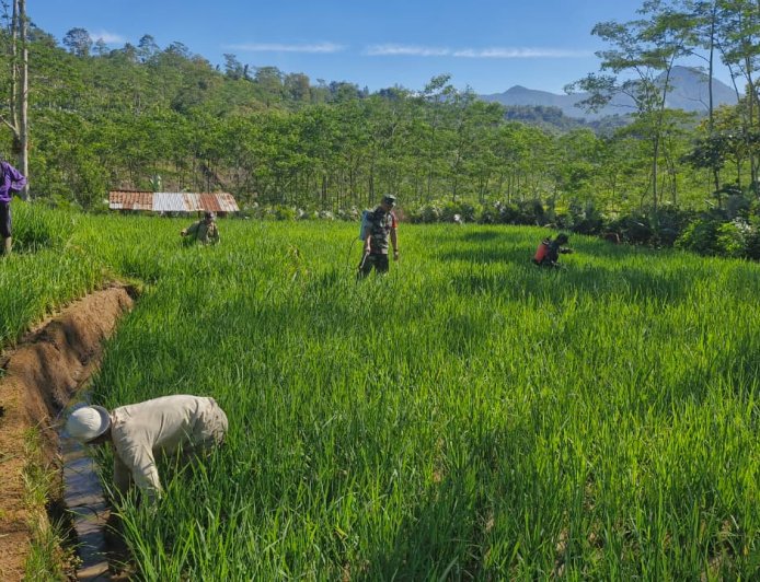 Bantu Perawatan Tanaman Padi Babinsa Koramil 04 Karangkobar Dampingi Pok Tan