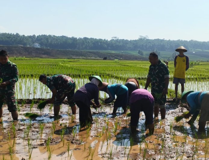 Semangat Babinsa Kebersamaan Membantu Pentani Saat Menanam Padi diwilayah