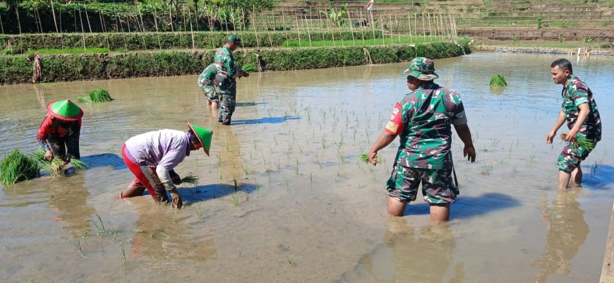 Tingkatkan Ketahanan Pangan Batituud Pimpin Anggota Bantu Petani Tanam Padi